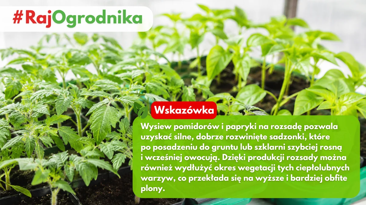 Rozsady pomidorów i papryk blog sklep rajogrodnika